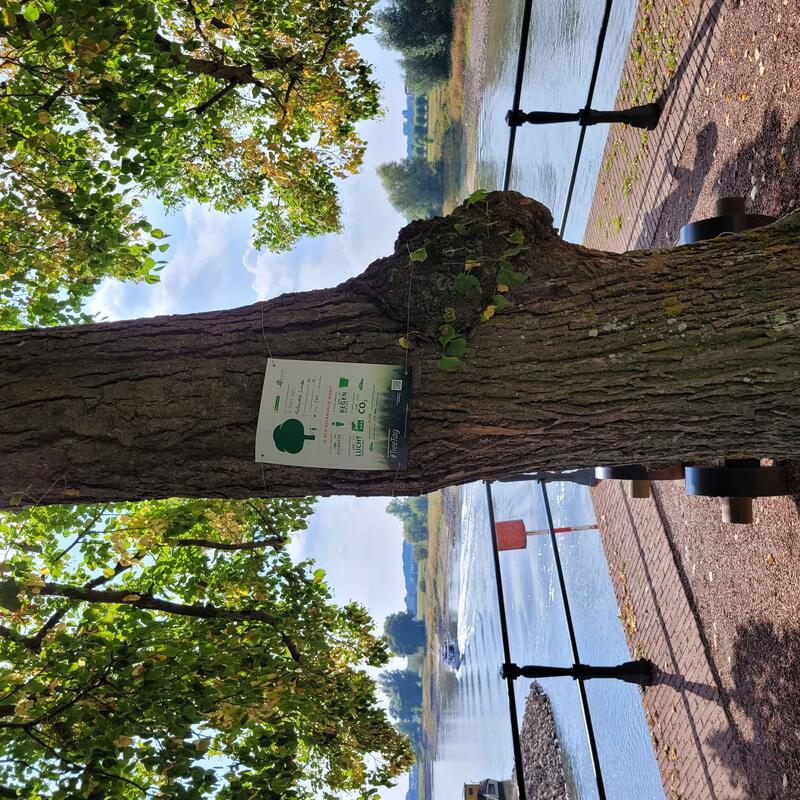 Boom bult van Ketjen