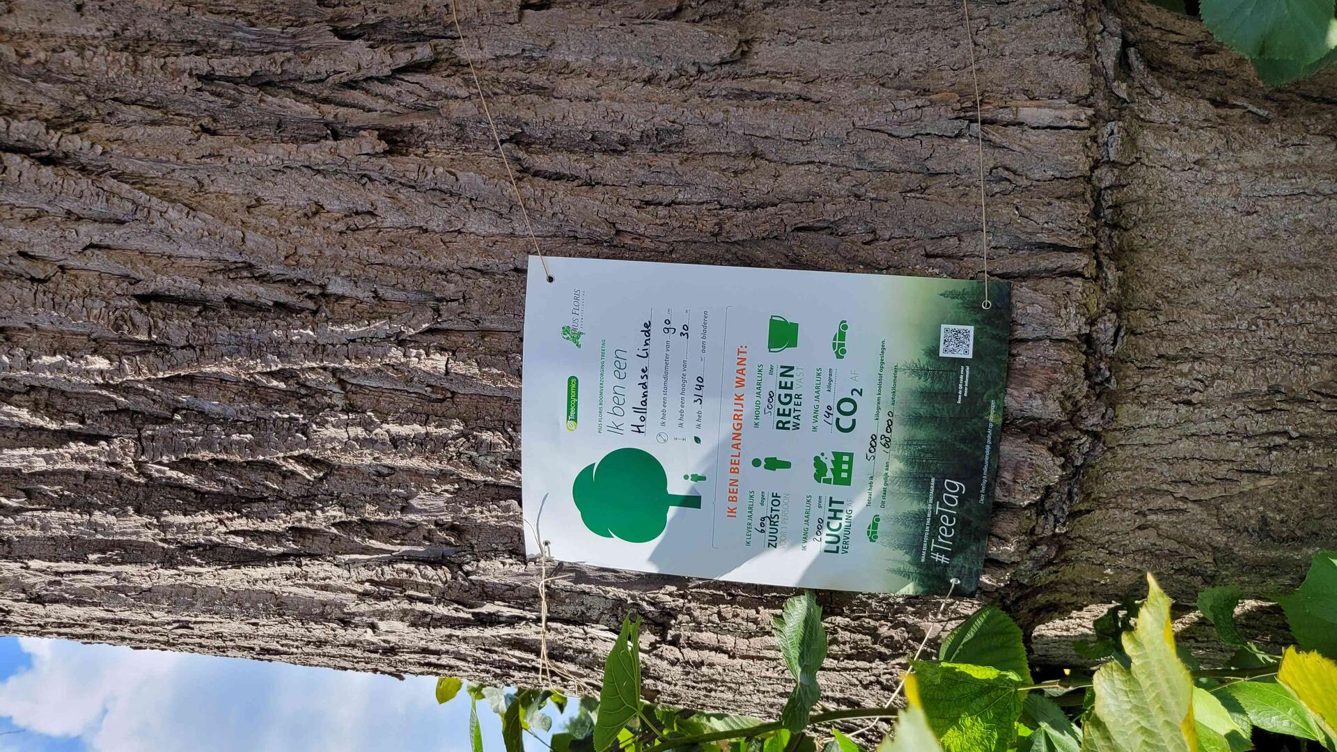 Linde met treetag
